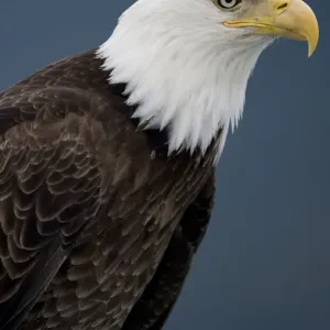 Bald Eagle, Tongass National Forest, Alaska Bald Eagle, Tongass National Forest, Alaska