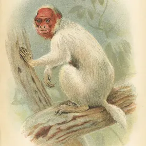 Bald Uakari Primate Print, 1894 Bald Uakari Primate Print, 1894