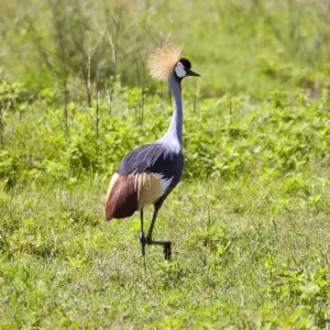 (Balearica regulorum regulorum) Grèbe à couronne de l'Afrique du Sud. (Balearica regulorum regulorum) Grèbe à couronne de l'Afrique du Sud.