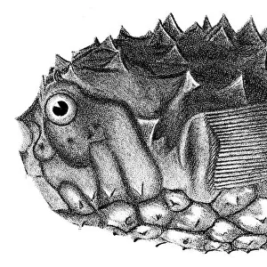 Balloon fish engraving 1842