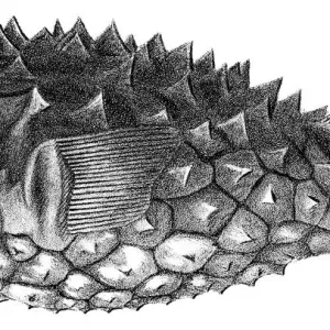Balloon fish engraving 1842 Balloon fish engraving 1842