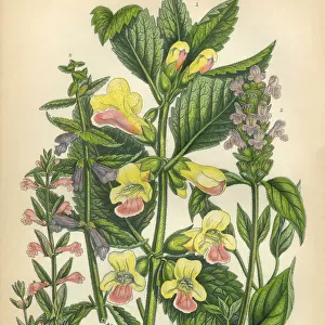 Balm, Bastard Balm, Melittis, Skullcap, Mint, Victorian Botanical Illustration