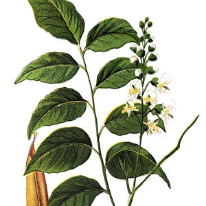 Balsam of Peru (Myroxylon pereirae)
