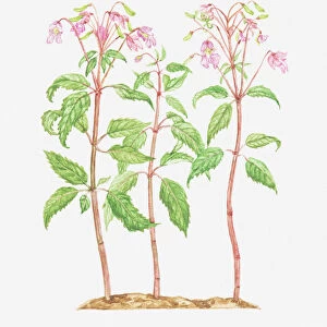 balsaminaceae, botany, cut out, flower, himalayan balsam, impatiens, impatiens grandiflora