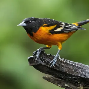 Baltimore Oriole Print: Perched on Branch in Costa Rica Baltimore Oriole Print: Perched on Branch in Costa Rica