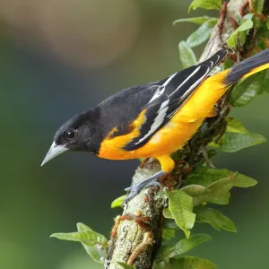 Baltimore Oriole Baltimore Oriole