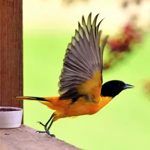 Baltimore Oriole Baltimore Oriole