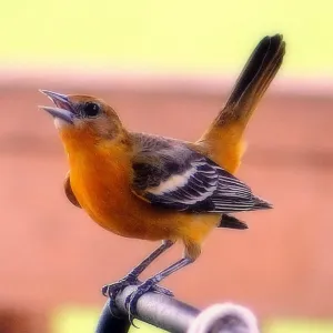 Beautiful Bird Species Metal Print Collection: Northern Oriole (Icterus galbula)