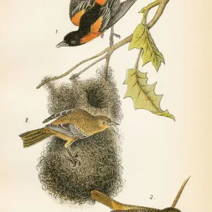 Baltimore Oriole Lithograph Print 1890 Baltimore Oriole Lithograph Print 1890