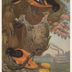 Baltimore oriole (Icterus galbula), lithograph, published in 1882 Baltimore oriole (Icterus galbula), lithograph, published in 1882