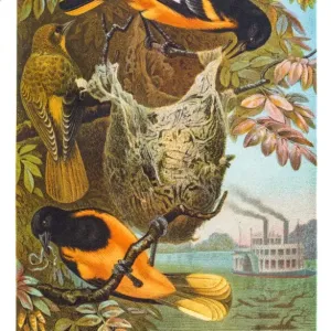 Baltimore oriole illustration 1882 Baltimore oriole illustration 1882