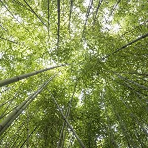 Bamboo -Bambus fargesia- grove, near Bad Krozingen, Baden-Wuerttemberg, Germany