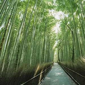 Bamboo forest, Kyoto, Japan