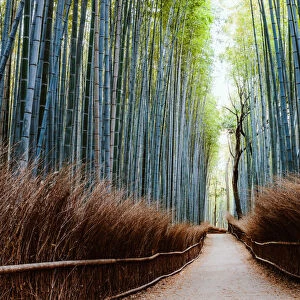 Bamboo grove panoramic, Arashiyama, Kyoto, Japan