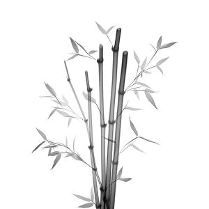 Bamboo (Phyllostachys aurea), X-ray