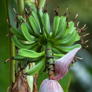 Banana blossom (Musa), perennial plant with flower, Costa Rica