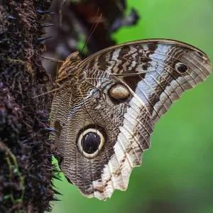 Banana Butterfly (Caligo atreus), Mistico Arenal Suspension Bridge Park, Mistico Arenal