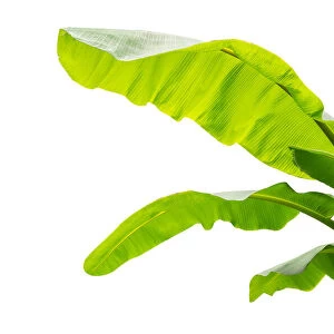 Banana leaves Green leaves set on white isolated background