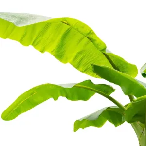 Banana Leaf Print on White Background Banana Leaf Print on White Background