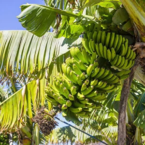 Banana plantation, near Tazacorte, La Palma, Canary Islands, Spain