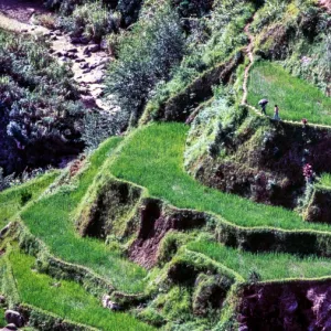 Banaue Rice Terraces