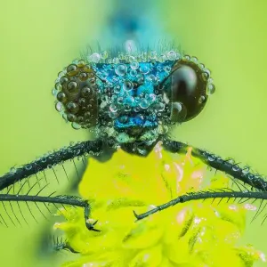 Banded demoiselle (Calopteryx splendens), male, animal portrait, frontal view, Hesse Banded demoiselle (Calopteryx splendens), male, animal portrait, frontal view, Hesse