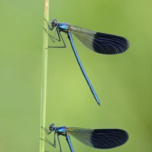 Banded Demoiselles -Calopteryx splendens-, two males, Bulgaria