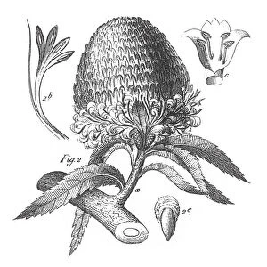 Banksia Serrata, Cultivated Plants from Diverse Families; Ornamental, Edible, or Medicinal Engraving Antique Illustration, Published 1851