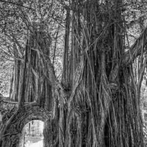 Banyan Tree Print in Key West, Florida Banyan Tree Print in Key West, Florida