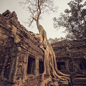 Banyan tree root covering Ruin prasat Ta phrom