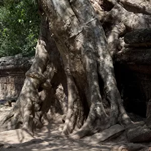 Banyan Tree Roots over Ruin