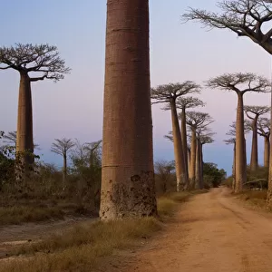 Baobab trees, Madagascar