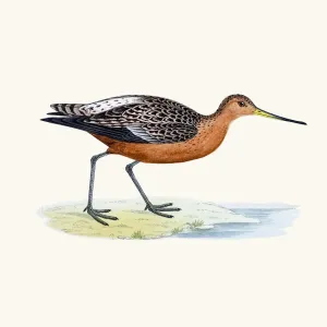 Bar-tailed godwit bird 19 century illustration Bar-tailed godwit bird 19 century illustration