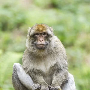 Barbary Macaque -Macaca sylvanus-, adult sitting on a tree stump, native to Morocco, captive, Rhineland-Palatinate, Germany