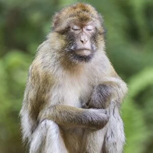Barbary Macaque -Macaca sylvanus-, captive