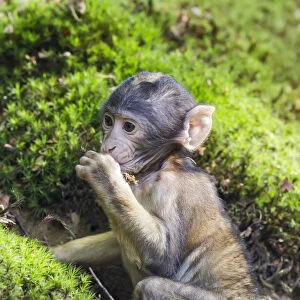 Barbary Macaque -Macaca sylvanus-, monkey baby, captive