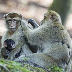Barbary Macaques -Macaca sylvanus-, native to Morocco, captive
