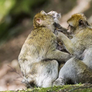 Barbary Macaques -Macaca sylvanus-, captive