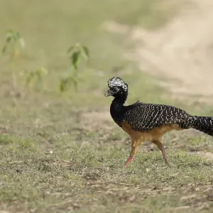 Bare-faced Curassow (Crax fasciolata)