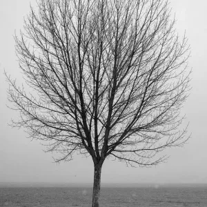 Bare Tree Winter Landscape Print Bare Tree Winter Landscape Print