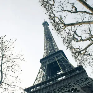 Bare Trees and Eiffel Tower Print