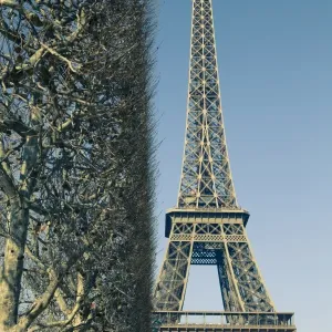 Bare Trees and Eiffel Tower Print