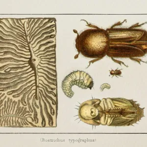 Eight-toothed spruce bark beetle print, 1897 Eight-toothed spruce bark beetle print, 1897