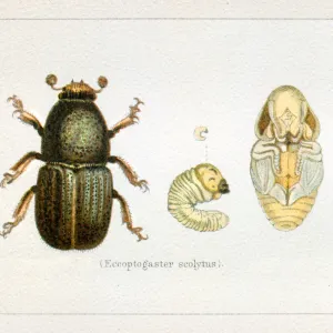 Bark Beetle Eccopogaster scolytus insect illustration 1897