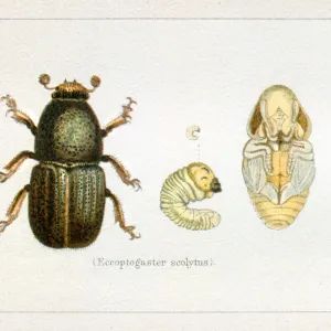 Eccopogaster Scolytus Print 1897 Eccopogaster Scolytus Print 1897