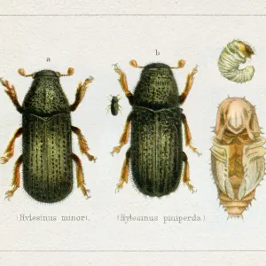 Hylesinus minor Print, 1897 Lithograph Hylesinus minor Print, 1897 Lithograph