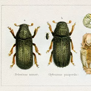Bark Beetle Hylesinus minor insect illustration 1897