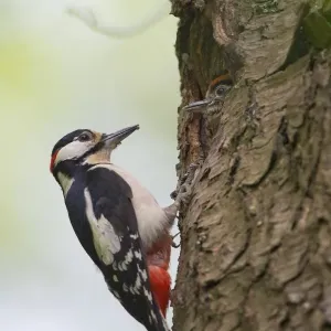 bark, birds nest, black, chick, colorful, little, looking out, natural environment bark, birds nest, black, chick, colorful, little, looking out, natural environment