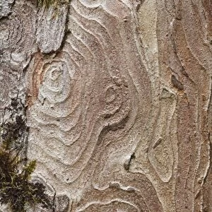 Bark of a Sycamore -Acer pseudoplatanus-, Upper Bavaria, Bavaria, Germany, Europe