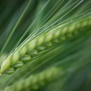 Green Barley Print